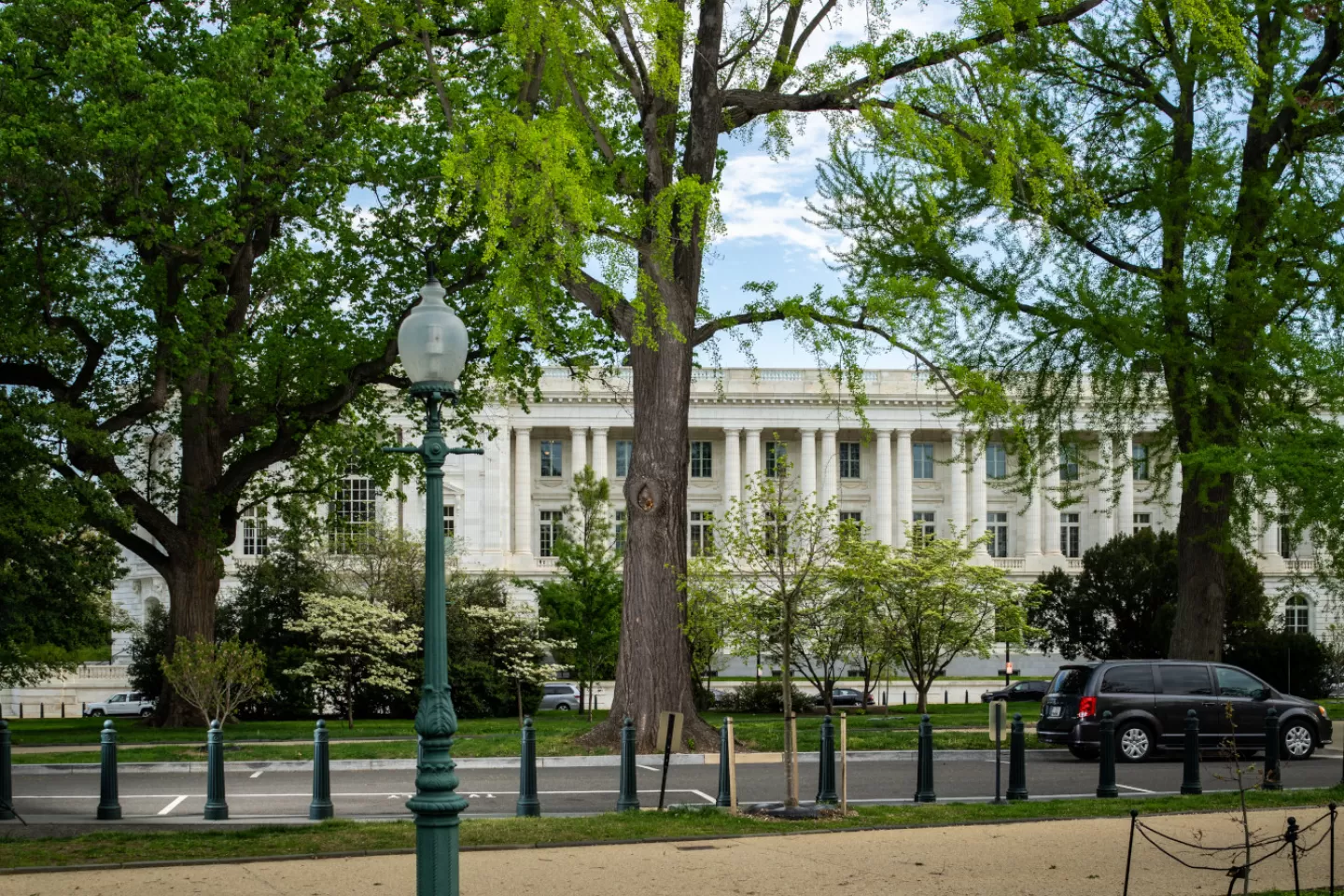 A ginkgo tree on the U.S. Capitol campus.