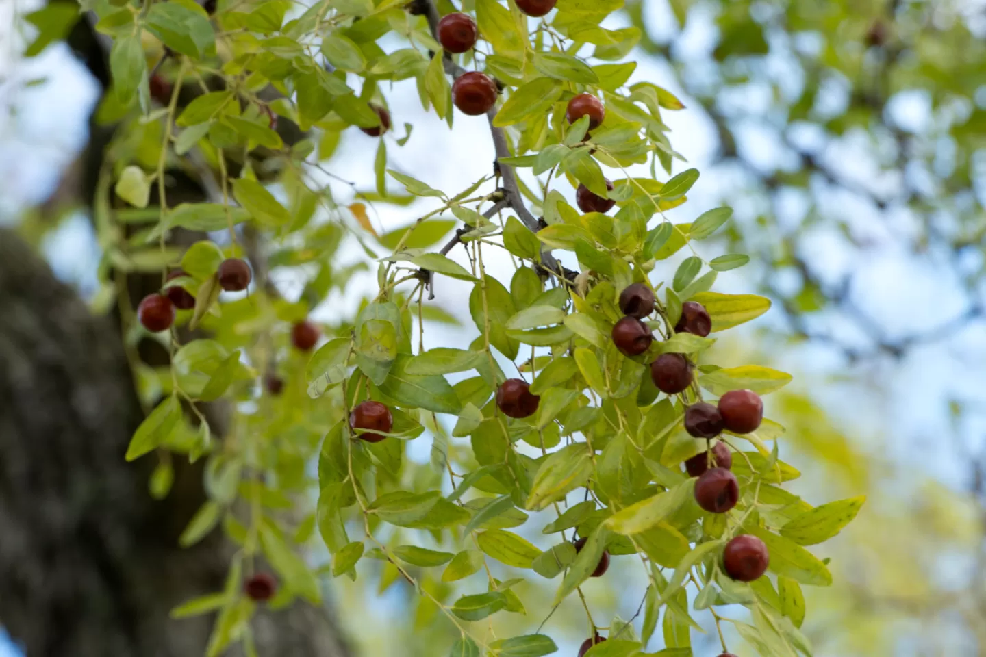 Fruit of the jujube tree.