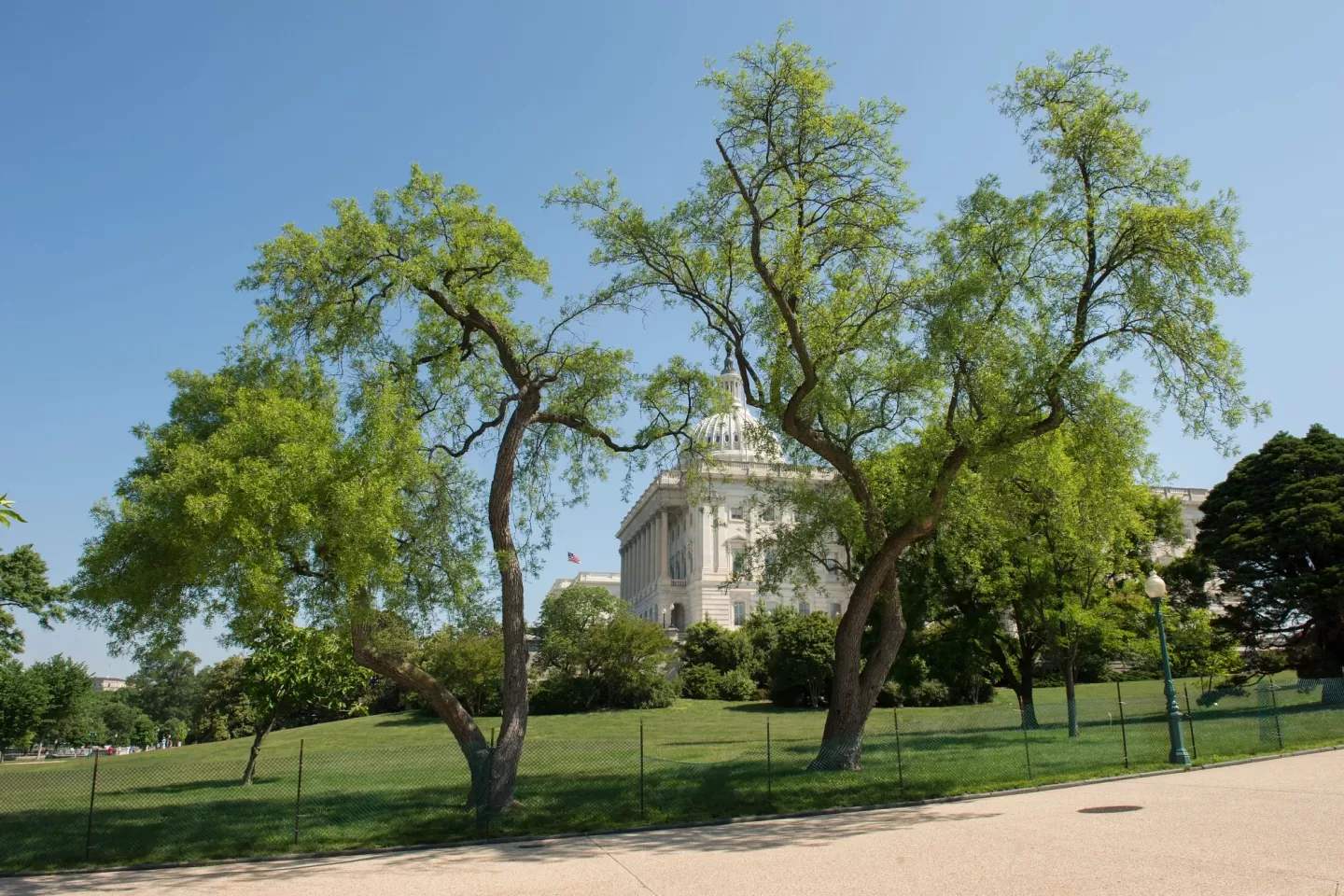 Two trees on the U.S. Capitol campus.