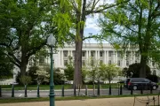 A ginkgo tree on the U.S. Capitol campus.