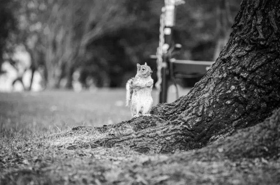 Squirrel standing on tree roots.